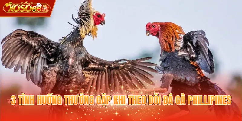 3 tình huống thường gặp khi theo dõi đá gà Phillipines