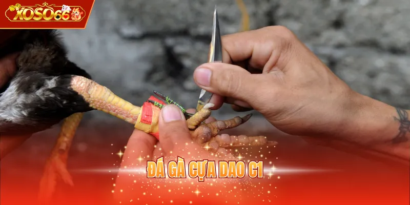 Đá gà cựa dao C1