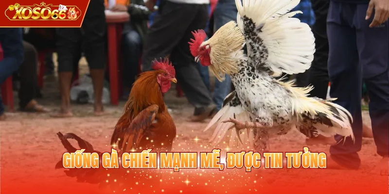 Giống gà chiến mạnh mẽ, được tin tưởng