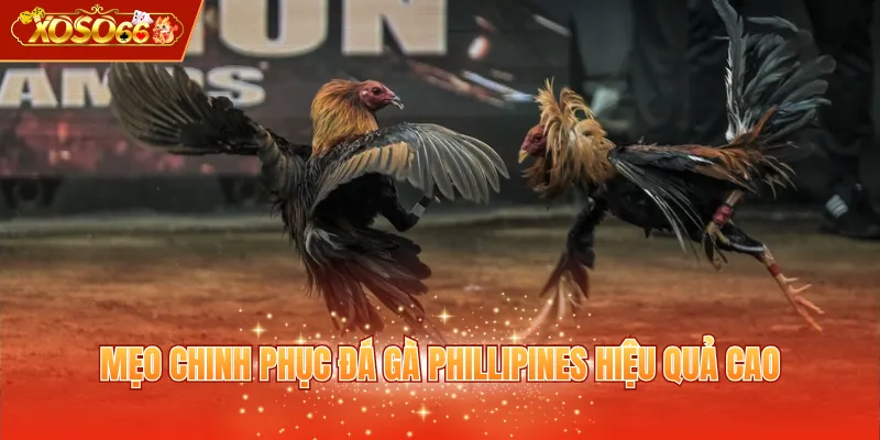 Mẹo chinh phục đá gà Phillipines hiệu quả cao